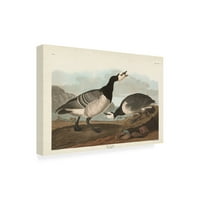 Artон Jamesејмс Аудубон „Барнак гуска“ платно уметност